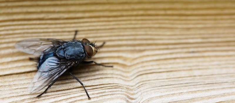 Casos de virose da mosca disparam e lotam unidades de sa�de de Patos e da Para�ba