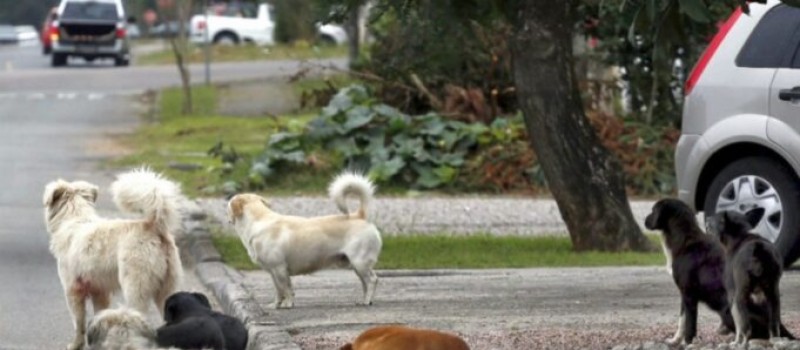 Idosa de 84 anos cai e sofre fratura no punho ap�s ser atacada por c�es em Patos