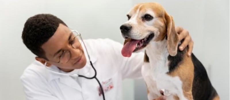 Identificar precocemente e tratar problemas card�acos em pets pode amenizar efeitos