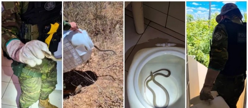 [V�DEO] BPMA resgata serpente escondida em botij�o de g�s em resid�ncia no Salgadinho, em Patos