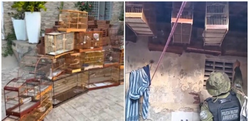 Mulher � multada em R$ 23 mil em Patos por manter 40 aves silvestres em cativeiro