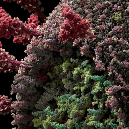 Nova variante da Covid com maior escape imunol�gico � confirmada em 23 pa�ses