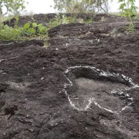 Pesquisadores descobrem pegadas de dinossauros na Amaznia