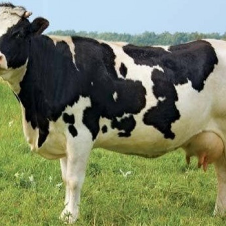 Vaca que se co�a com vassoura impressiona e vira objeto de estudo