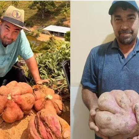 Agricultor colhe batata-doce gigante com t�cnica que aprendeu com os av�s