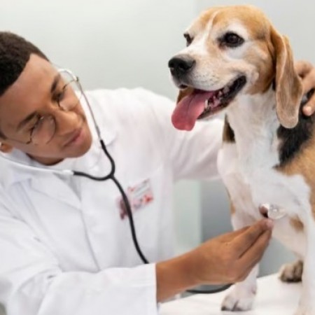 Identificar precocemente e tratar problemas card�acos em pets pode amenizar efeitos