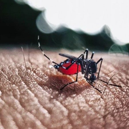 Para�ba registra 7,2 mil casos prov�veis de dengue e 14 mortes em 2026