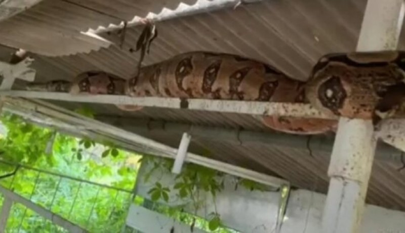 Jiboia de 3 metros � encontrada em granja na zona rural de Itaporanga