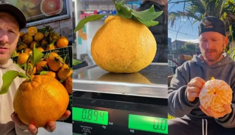 Mexerica de quase 1 quilo vira atrao no RS e rende pedidos at do Nordeste