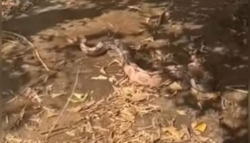 Cobra de dois metros  capturada em Patos aps atacar galinheiro no Monte Castelo