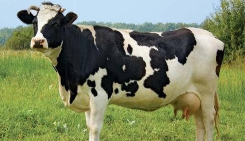 Vaca que se co�a com vassoura impressiona e vira objeto de estudo