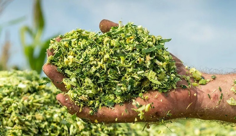 Prefeitura de Cacimba de Areia subsidia silagem para produtores rurais