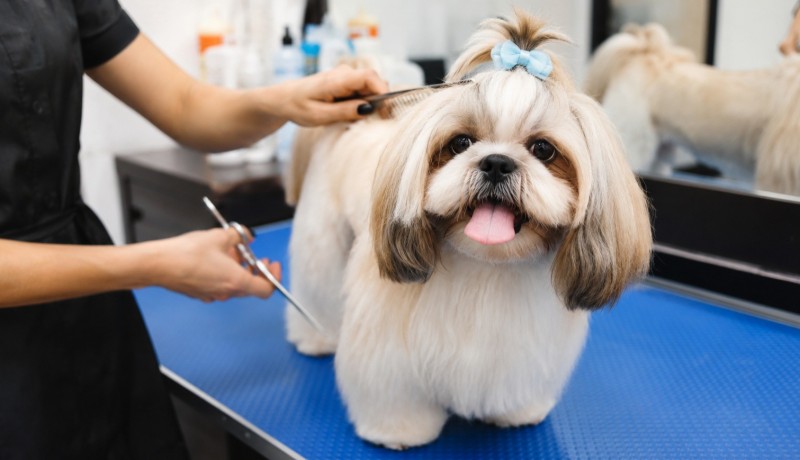 Pesquisa do Procon Patos traz pre�os em pet shops e orienta consumidores