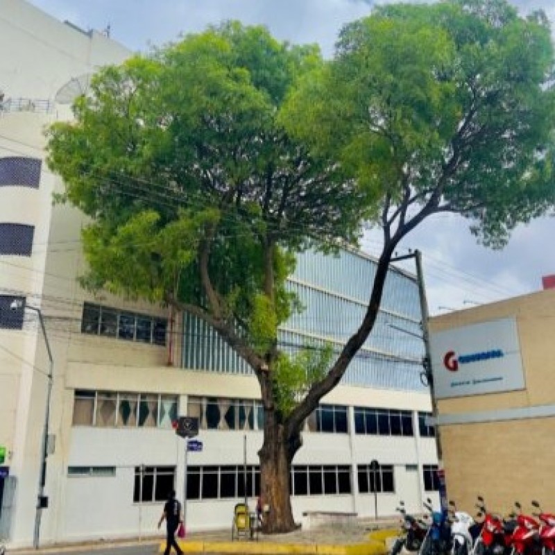 An�lise t�cnica da Sudema aponta falta de risco e justificativa ambiental para retirada de Craibeira do Centro de Patos